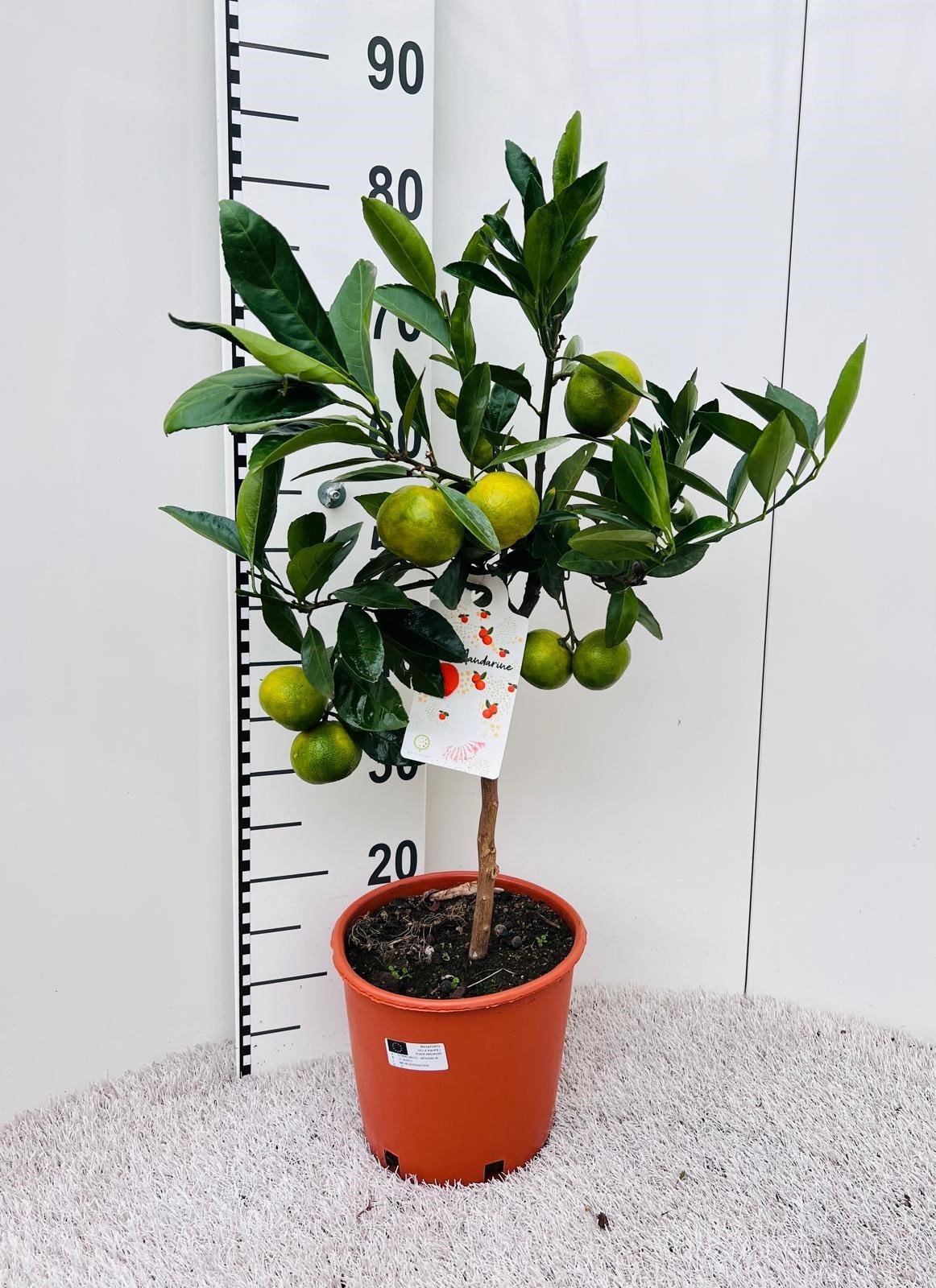 Citrus reticulata Mandarine on stem, D 21