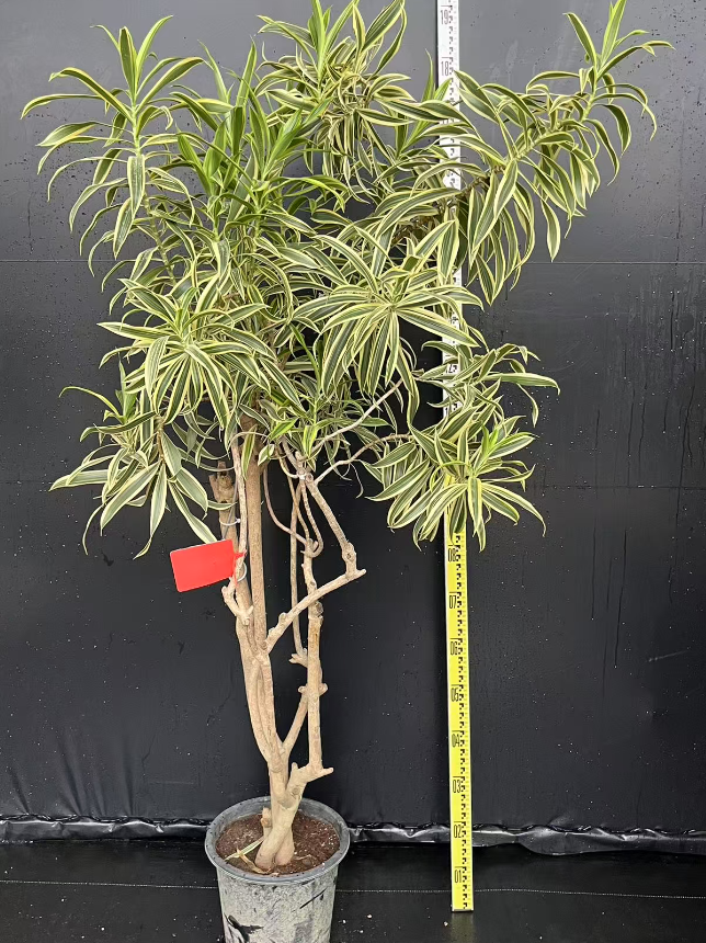 Драцена Ред ханг таг виз голд-едгед лили энд бамбук десигн 18 180