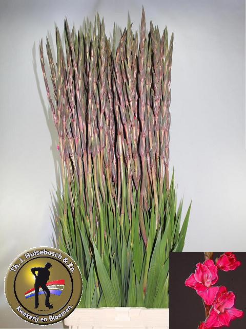 Гладиолус Фэйритэйл Пинк 120, шт.