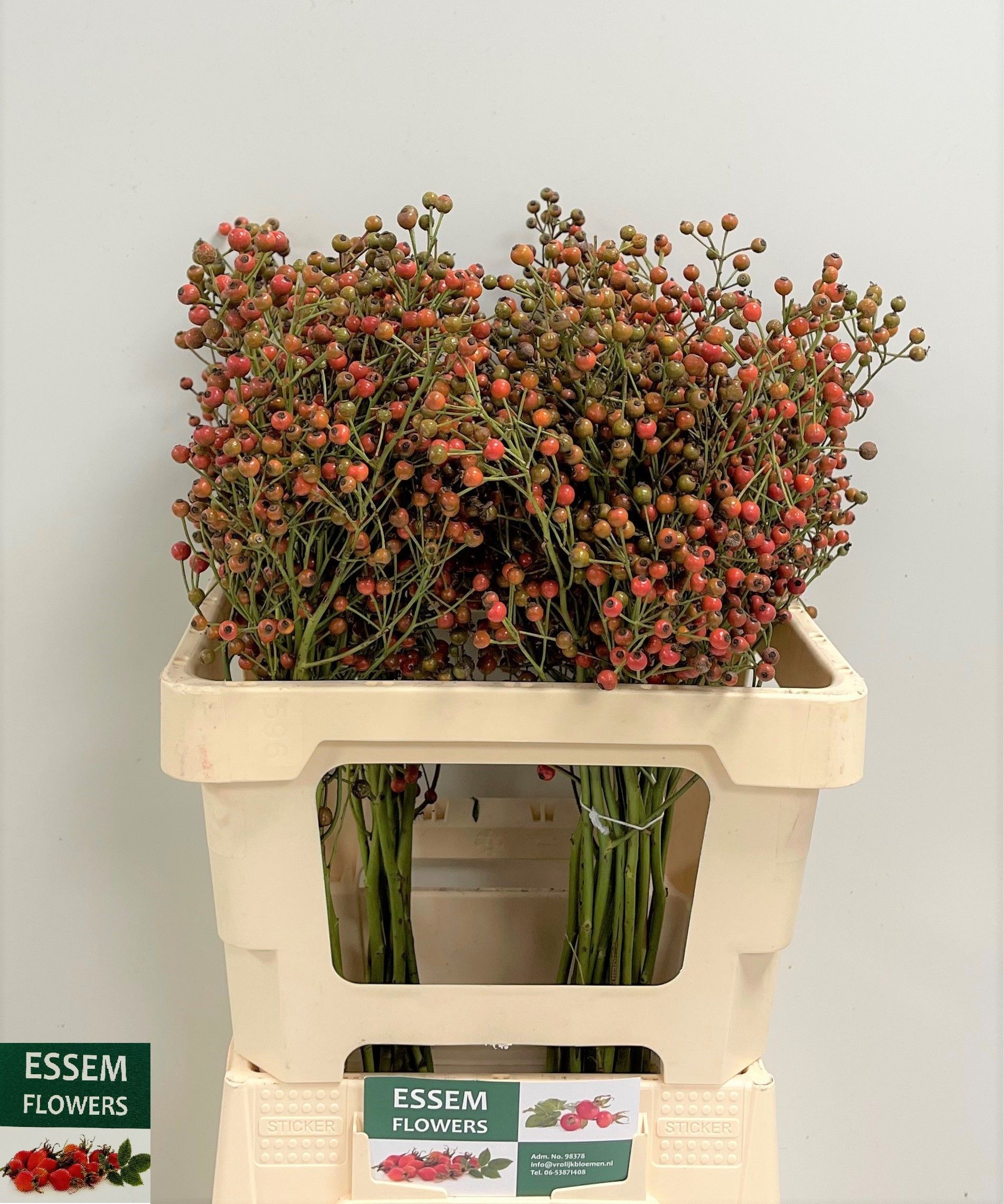 Рузботель Пленти 60, шт. Рузботель Пленти 60, шт.