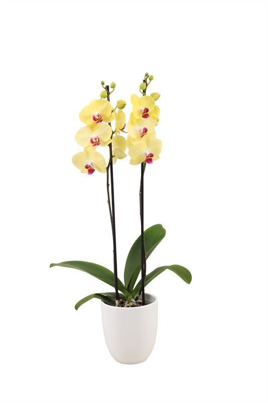 Hugo p12 white Phal yellow 2T14+, D 12