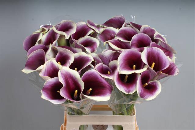 Калла Кэптен Раноми 65, шт.