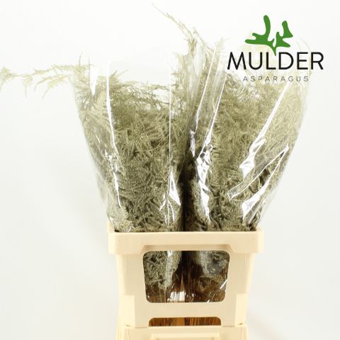 Аспарагус Овериг Крашеный (краш. ) 65, шт.