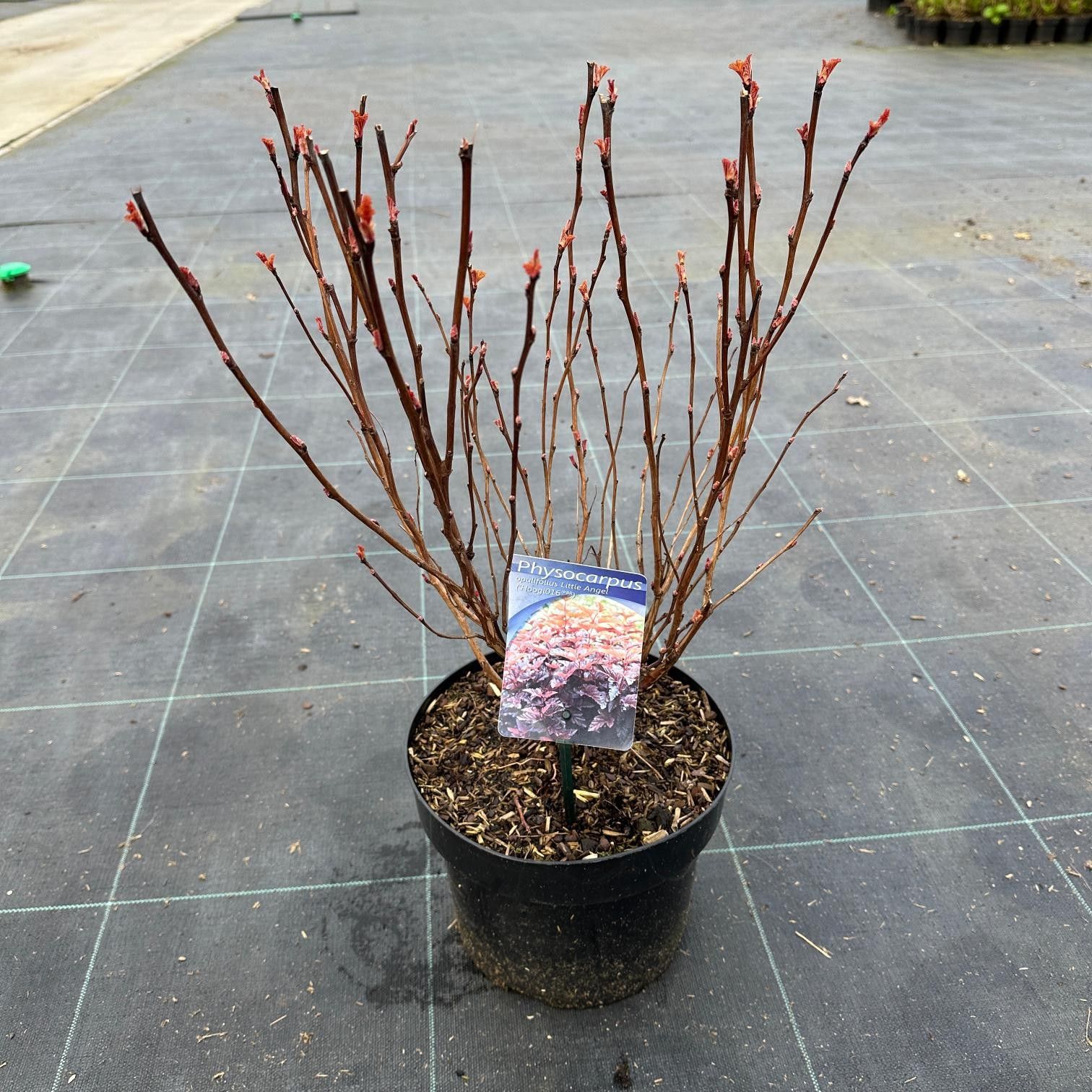 Physocarpus opulifolius Little Angel ('Hoogi016'PBR), D 23