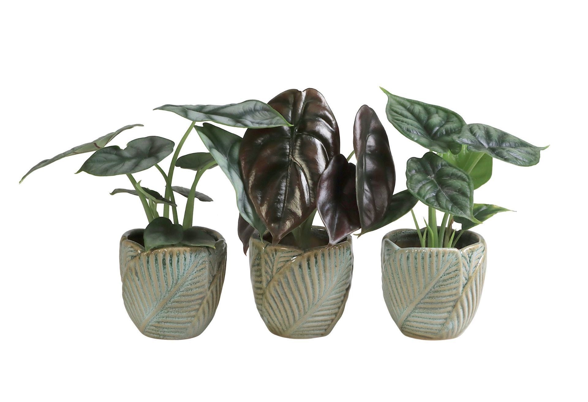 L 65961 with Alocasia Mix 6 cm, D 6