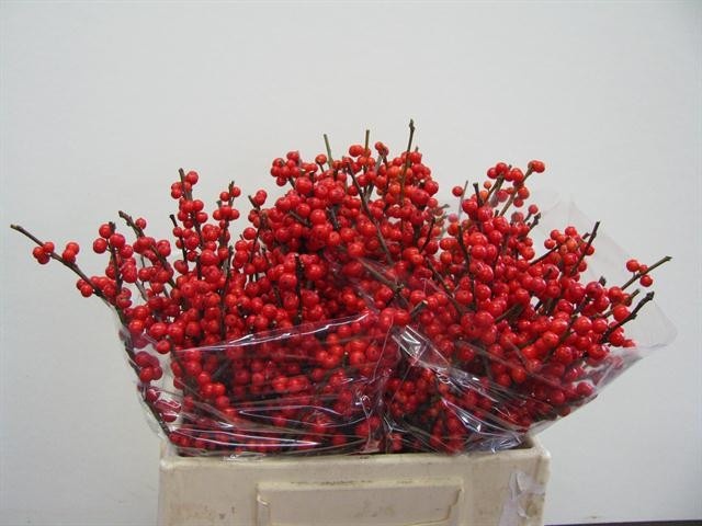 Илекс Красные ягоды 40, шт.