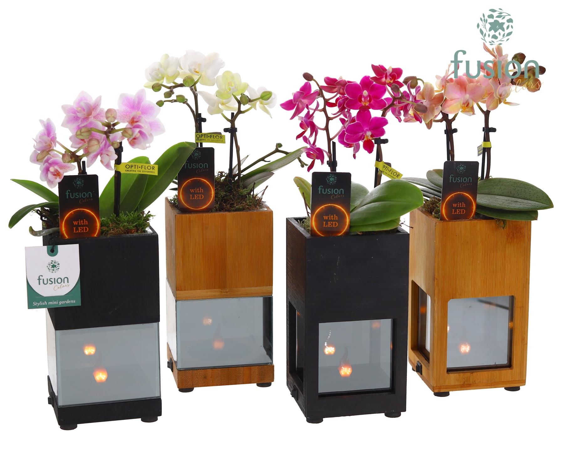Houten LED planter met vlam met Phalaenopsis, D 10