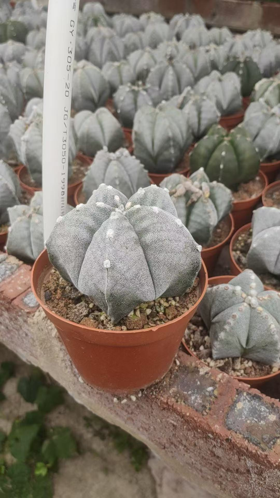 кактус Феникс энд Джейд Феникс 9 13