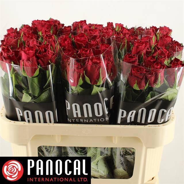Роза од. Мадам Рэд 70, шт. Роза од. Мадам Рэд 70, шт.