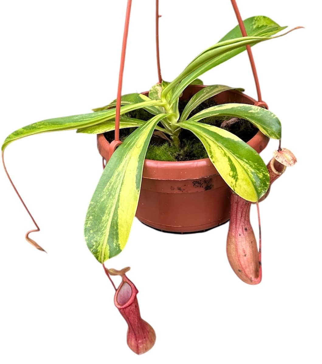 Nepenthes Alata Aurea, D 14
