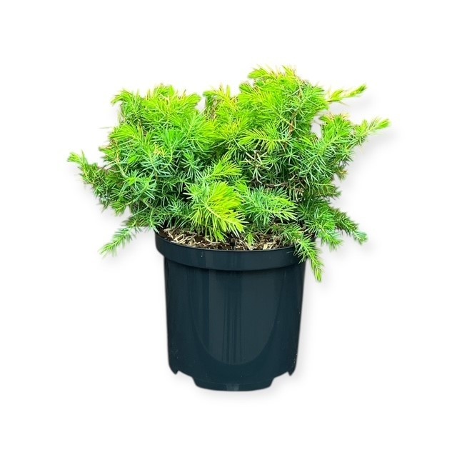 Juniperus c. 'Allgold', D 18