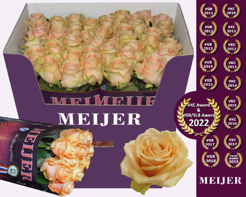 Роза од. Перл Аваланш+ 80, шт.