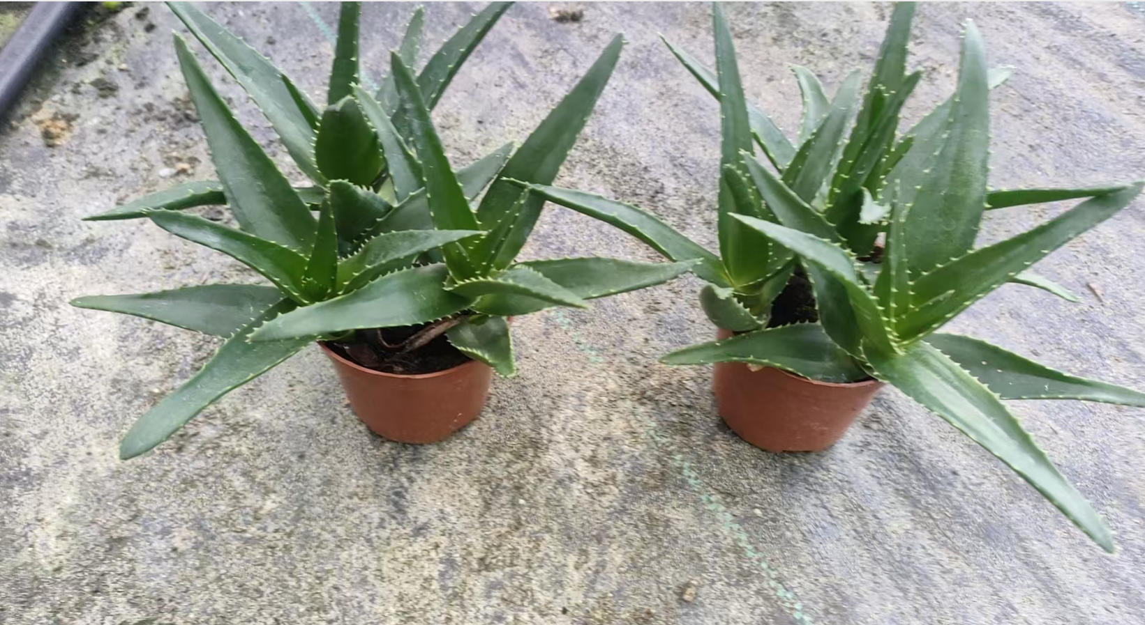 Алоэ вера 9 15