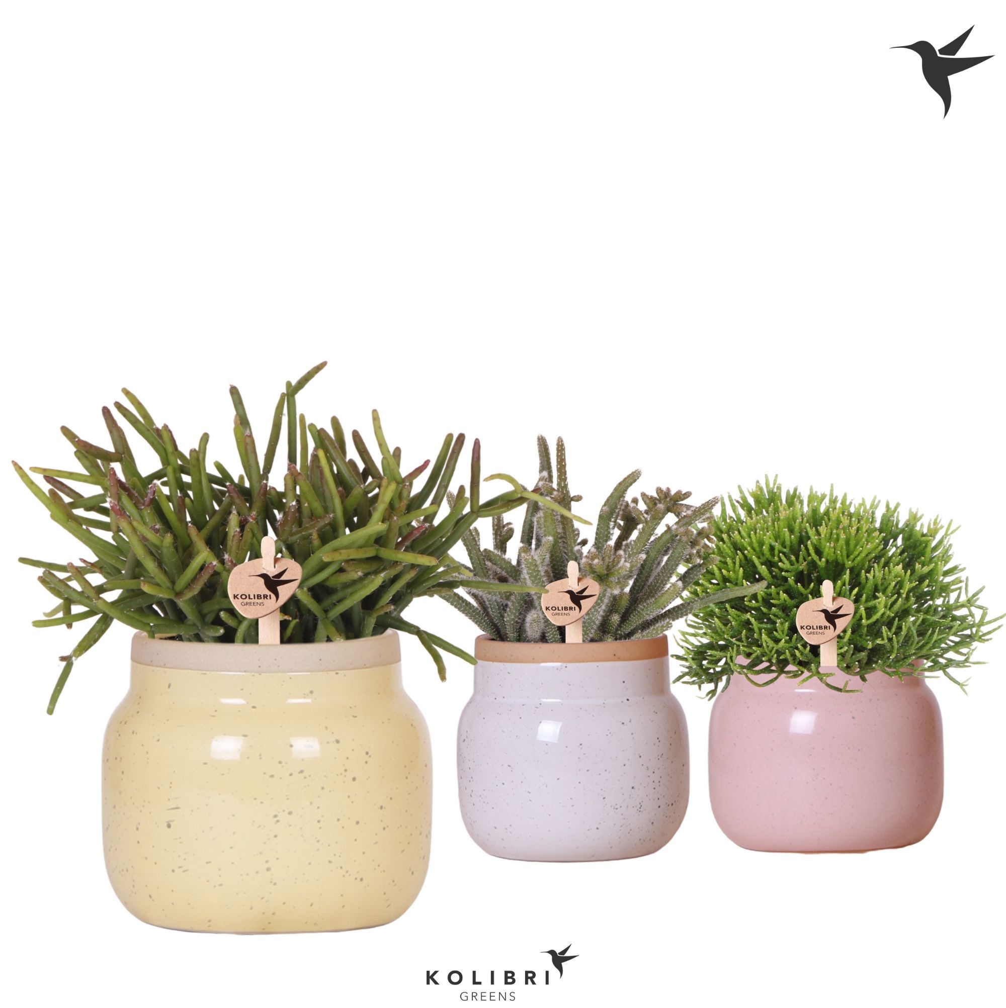 Kolibri Greens Rhipsalis mix in Vintage Bowl pot mix, D 9