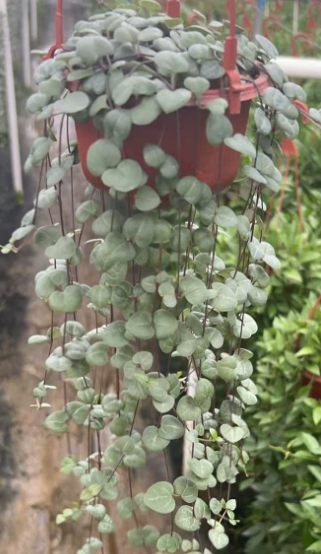 Суккулент Винес оф Лове 11 28