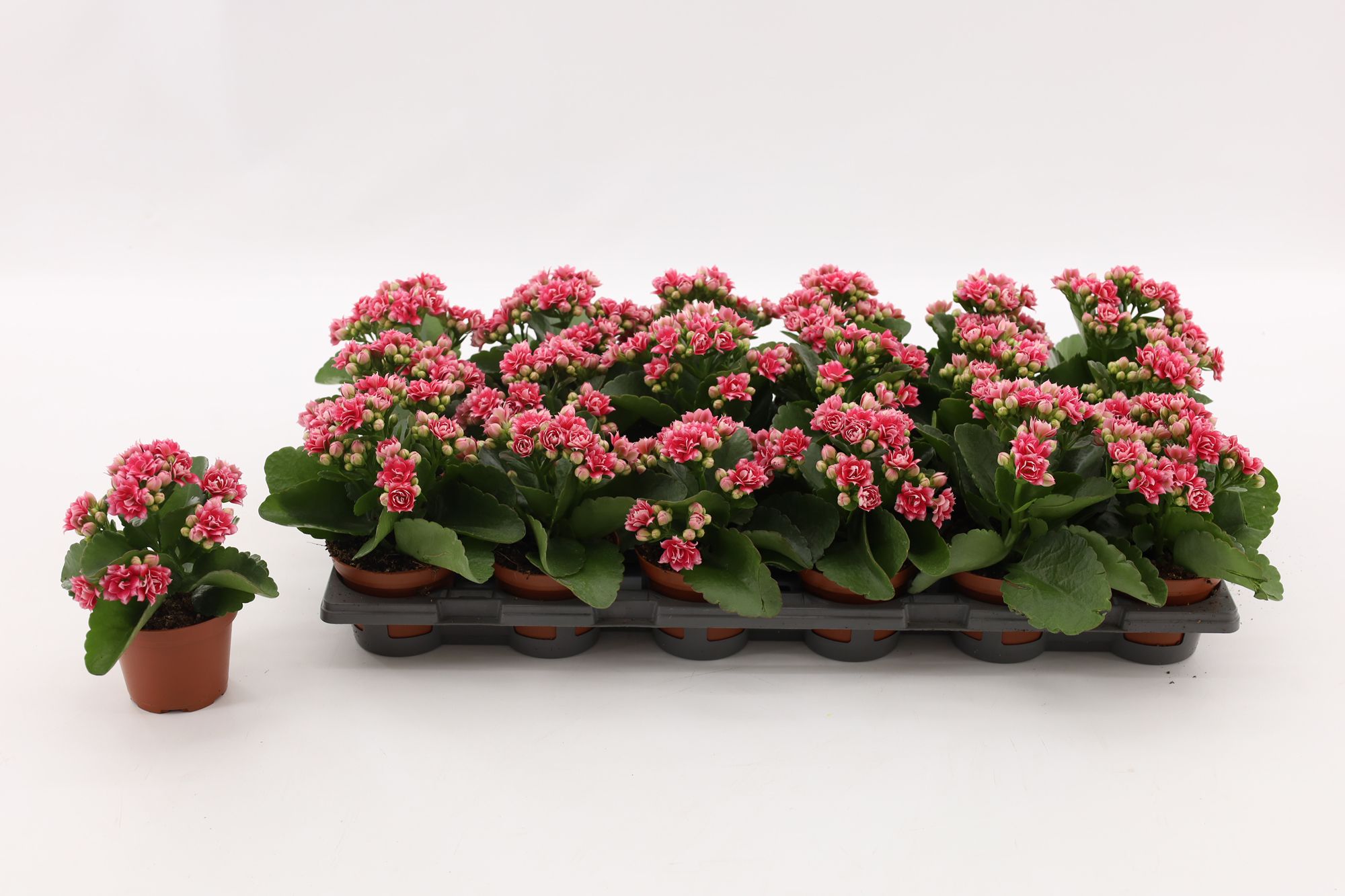 Kalanchoe Double Sylca, without sleeve, D 8