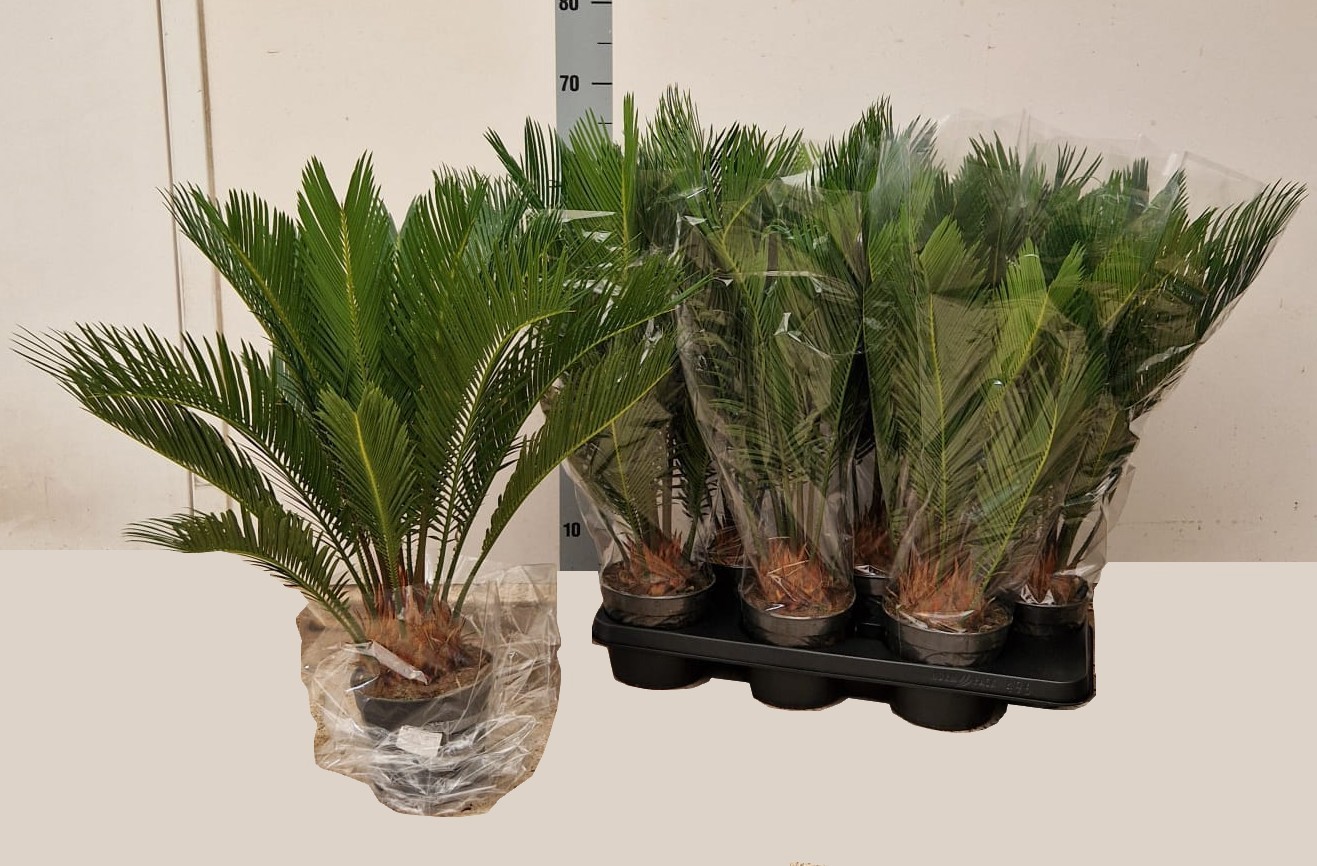 CYCAS REVOLUTA, D 15