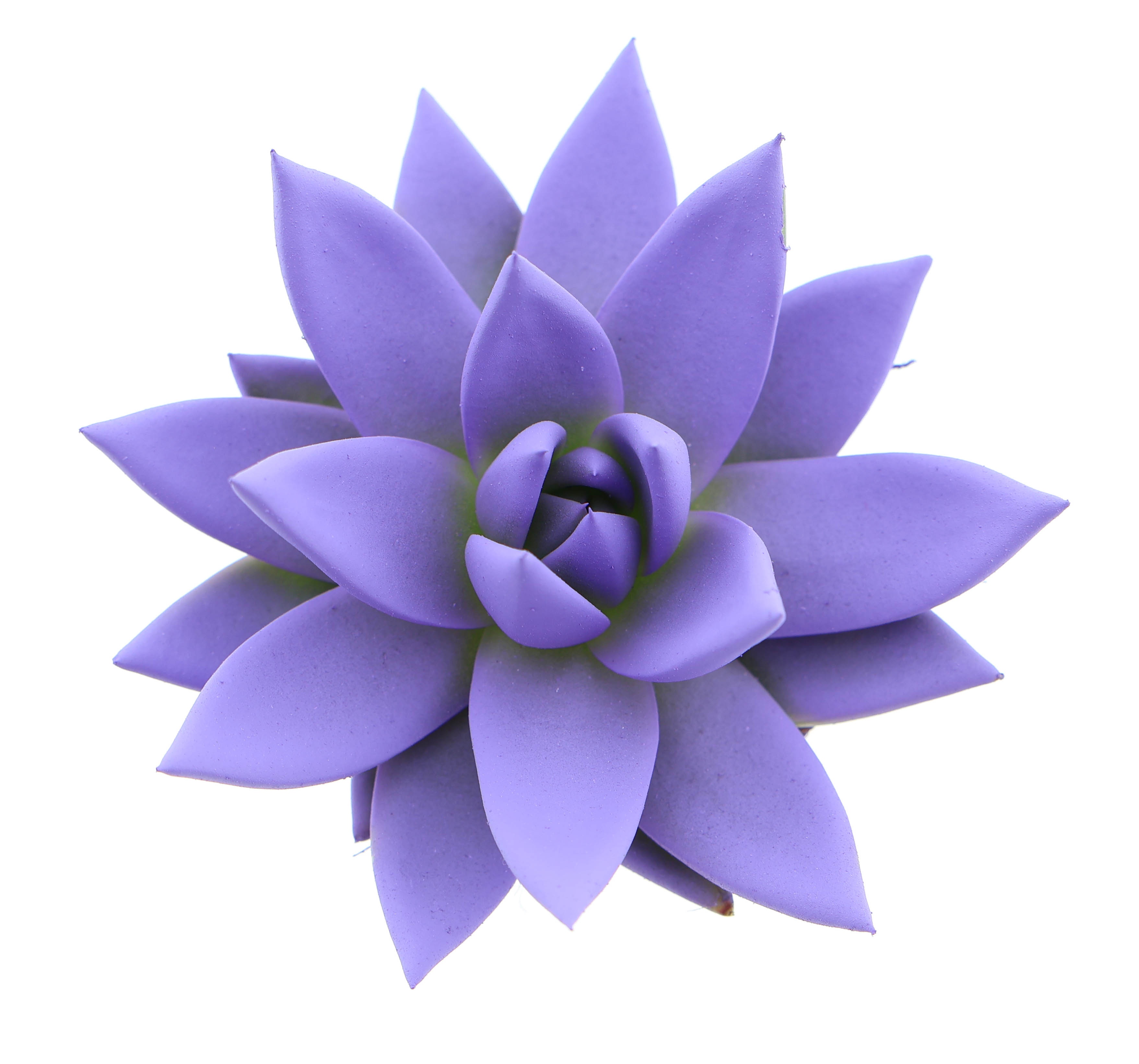 Rainbow dark milka, D 6