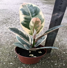 Фикус эластика тинеке 10 25 (предзаказ)