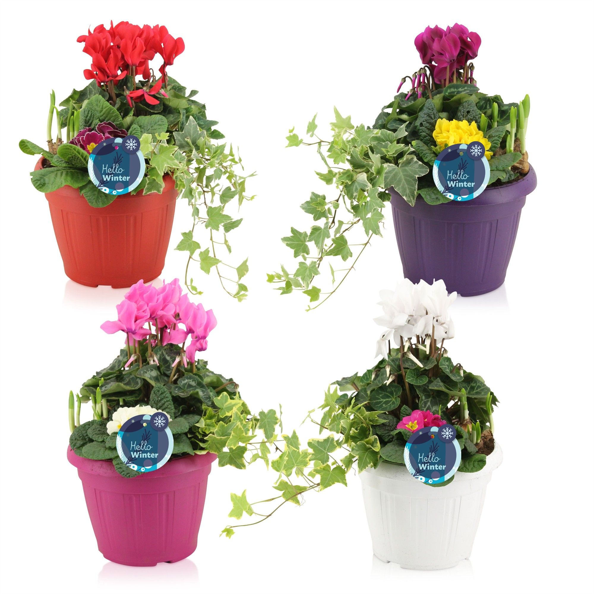 Winter trio in patiopot 'Snow', D 22