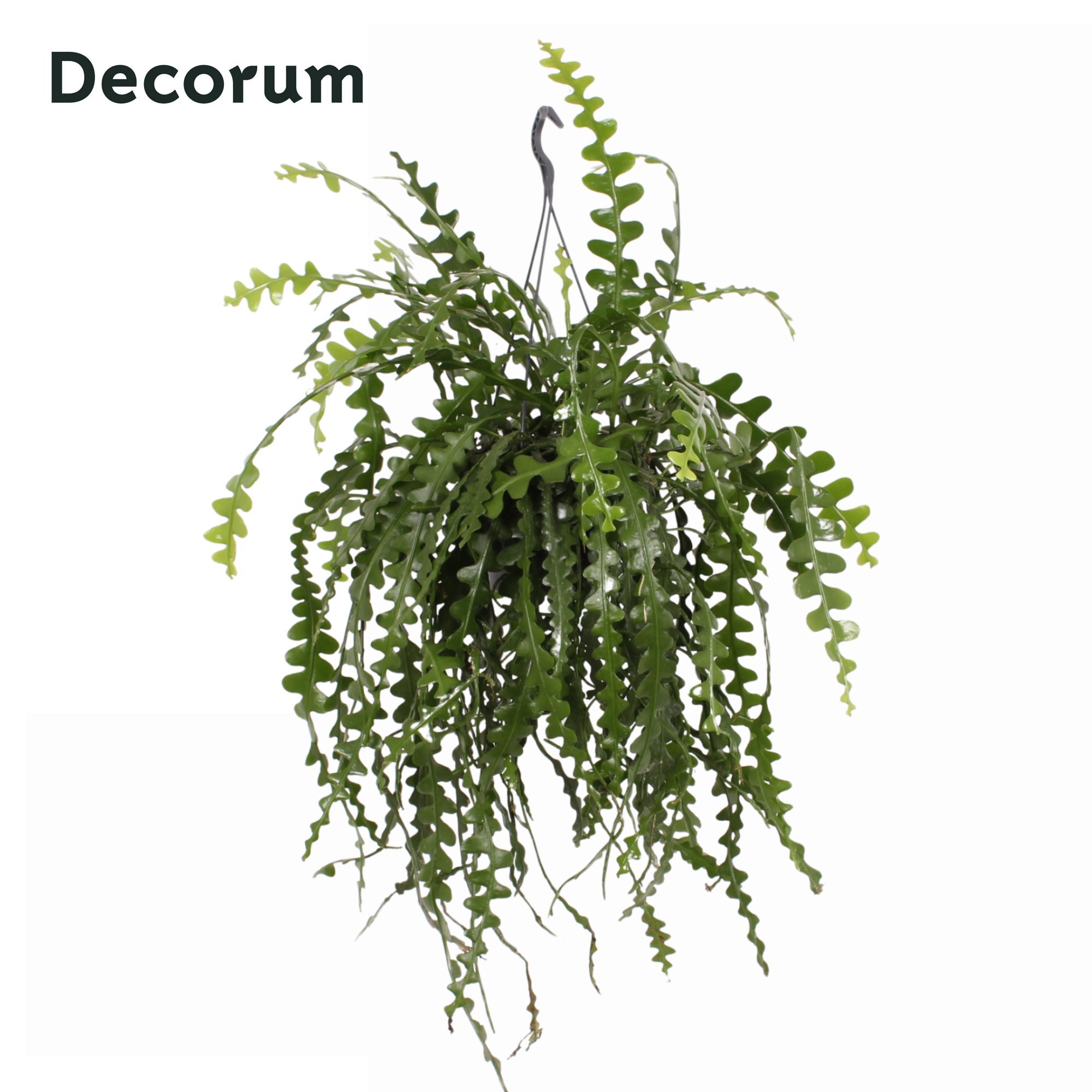 Epiphyllum anguliger 21cm, D 21