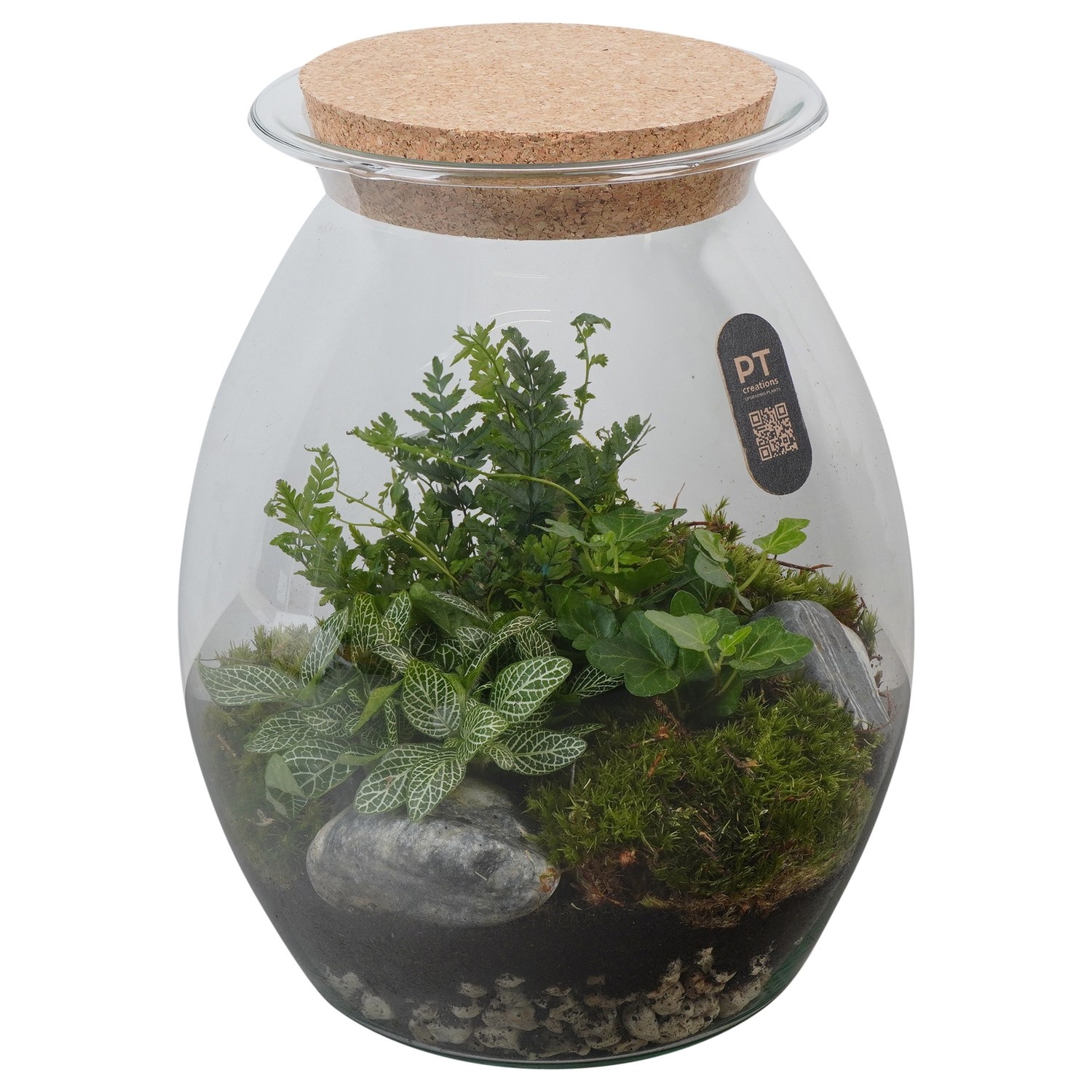 PTTER8143 Arrangement terrarium in glazen terrarium, D 22