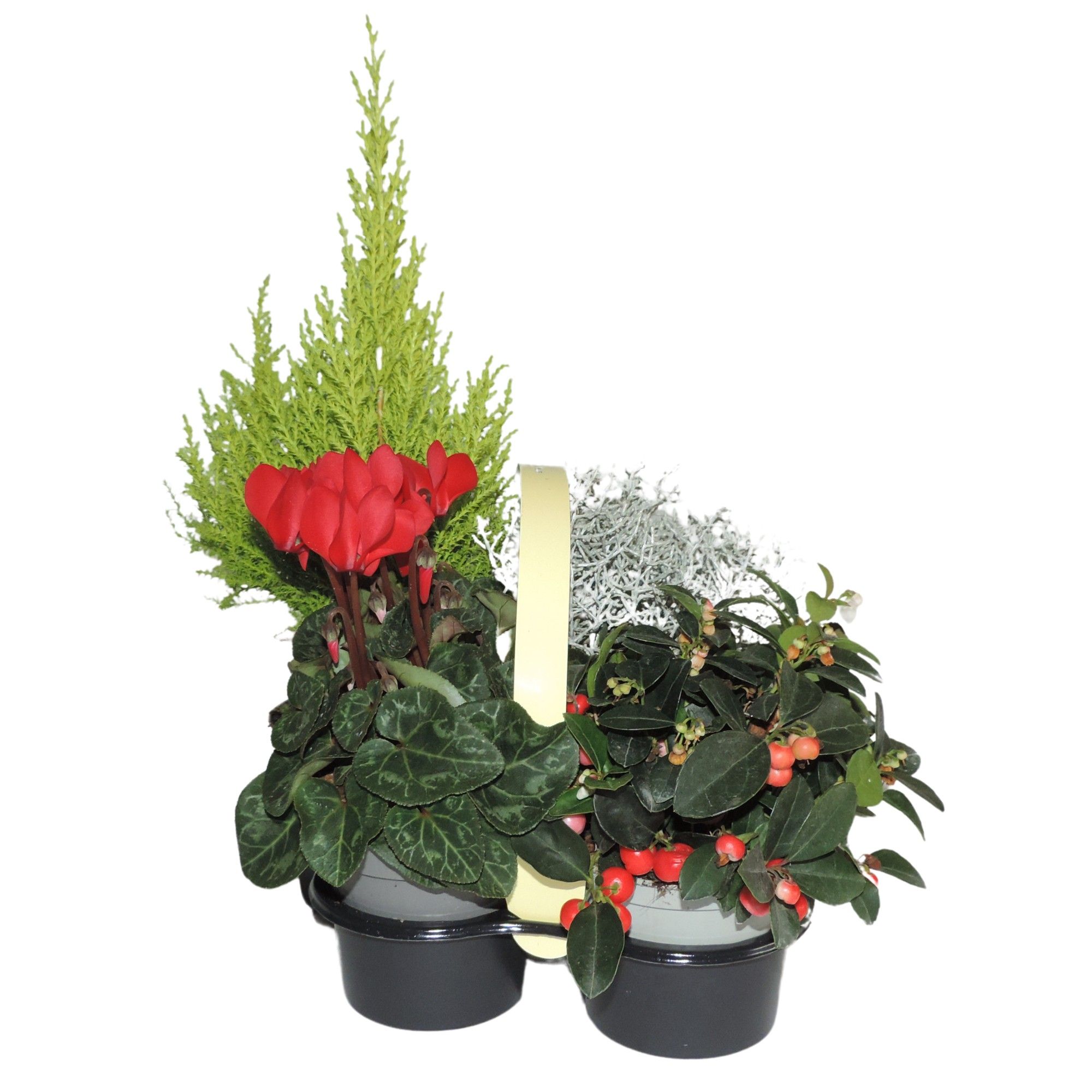 Vroege voorjaar mix 4-pack (Dianthus, Myosotis, Bellis, Primula), D 10,5