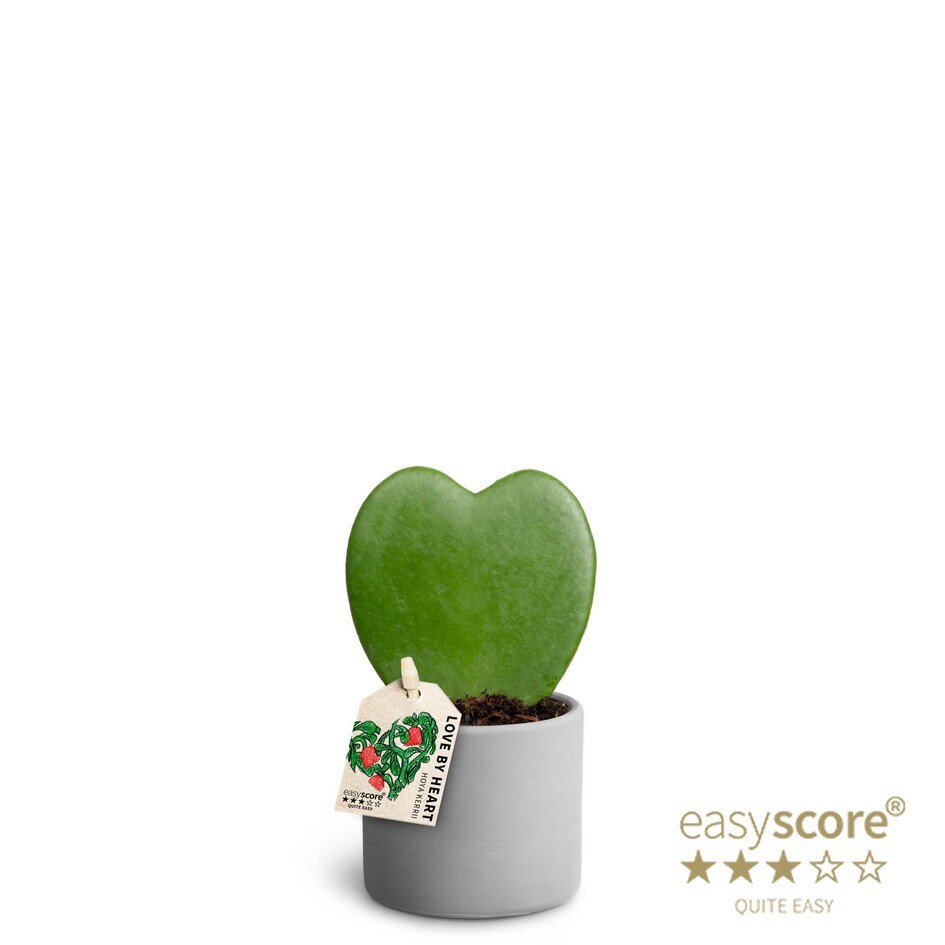 HOYA KERRII 40621454 Raw Grey, D 7 cm