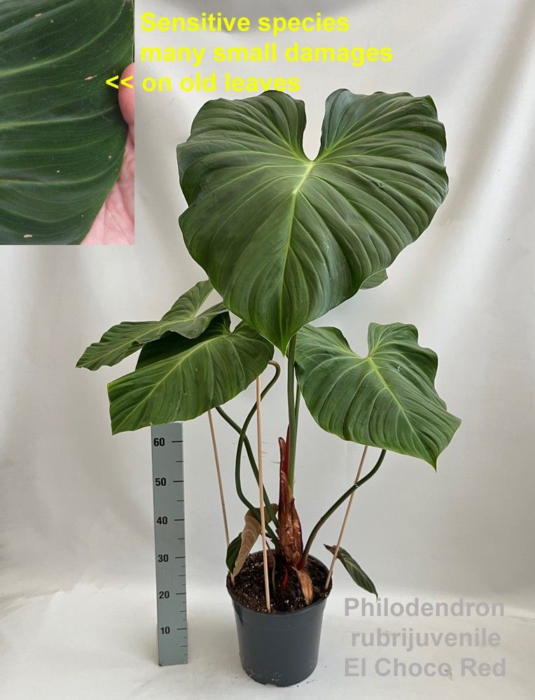 Philodendron rubrijuvenile El Choco Red 27cm, D 27 cm