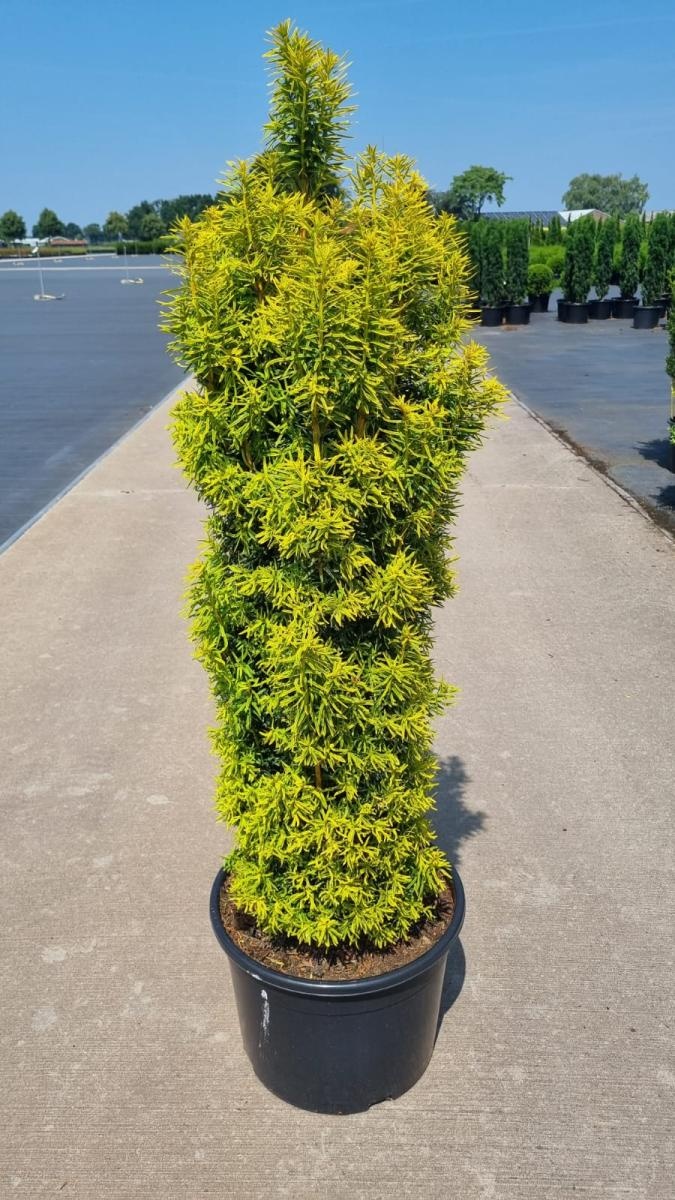 Taxus b. 'David', D 43