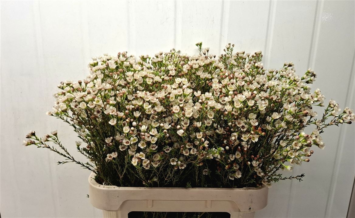 Шамелациум Элла 80 (бел.), шт.