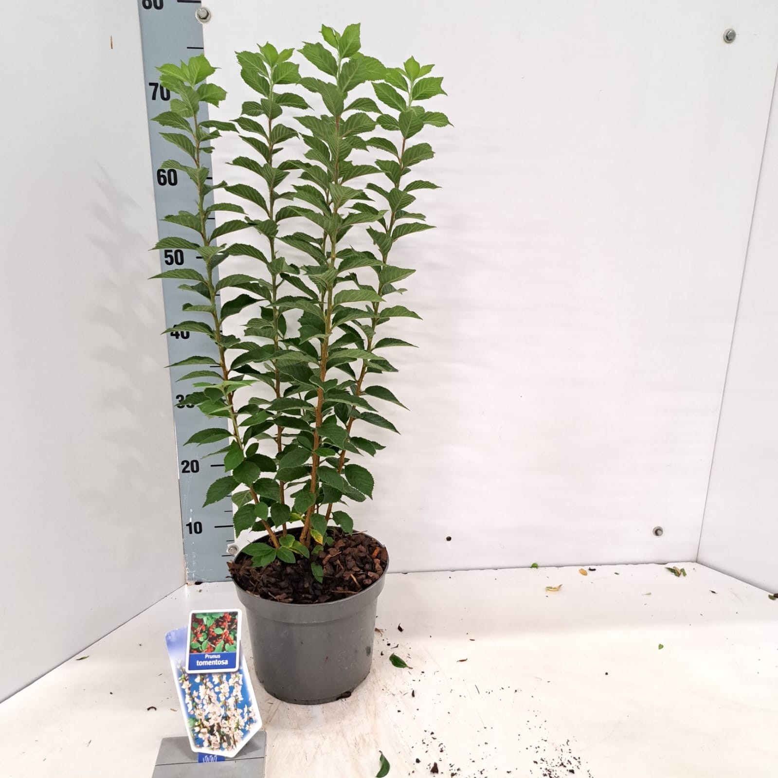 Prunus tomentosa, D 19 cm