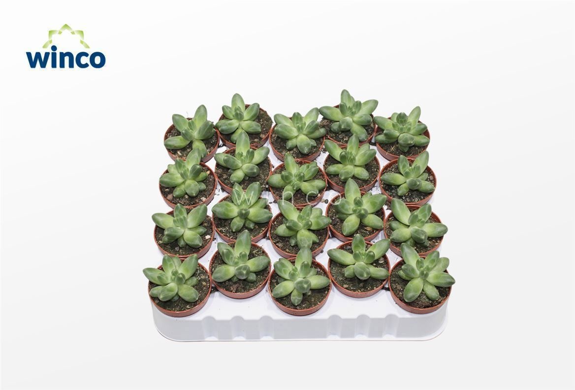 Pachyphytum Fitkai Green, D 5,5 cm