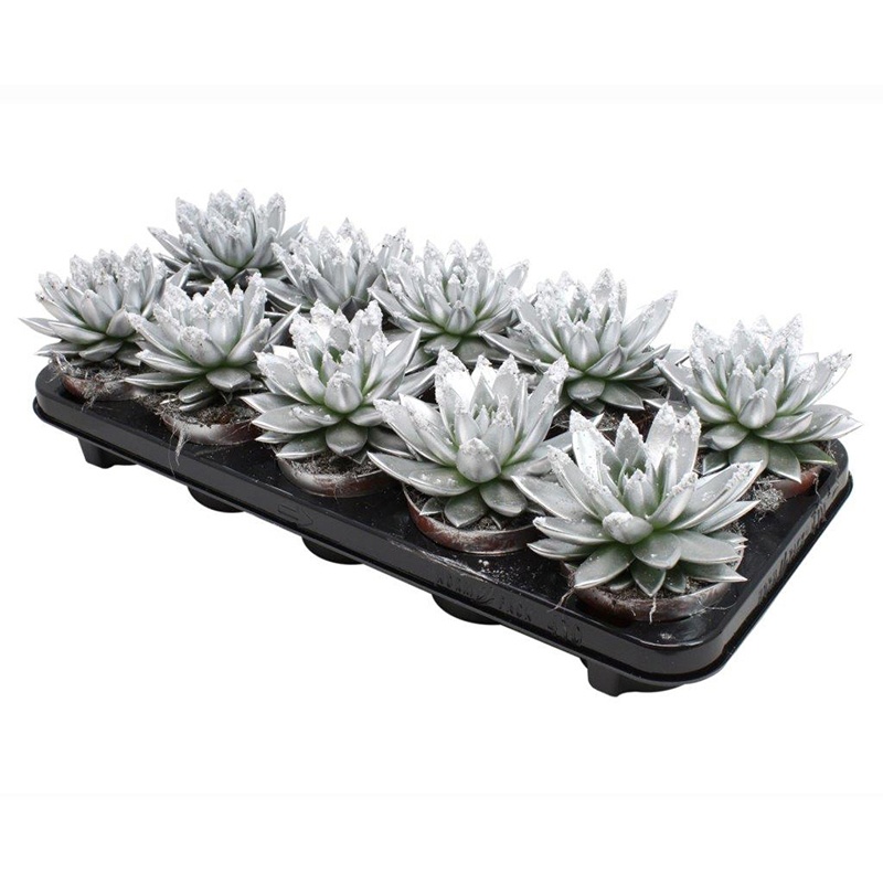 Miranda coloured silver + snow, D 10,5