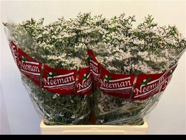 Лимониум Вайт Нето 70, шт.