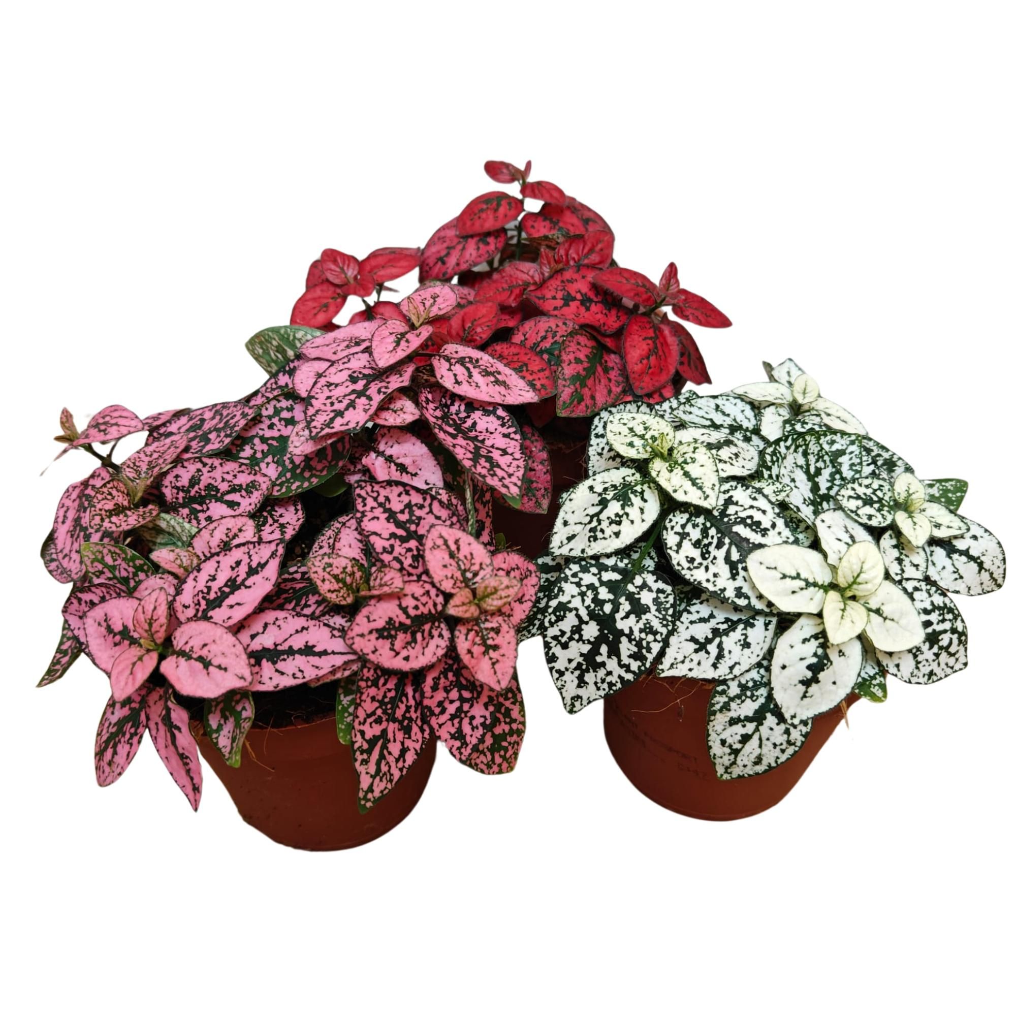 Hypoestes "mix" P9, D 9