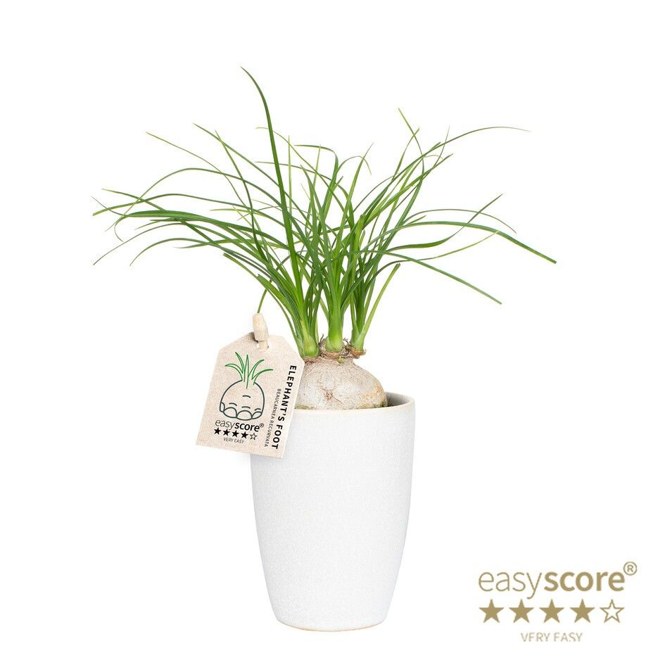 Classic White, Beaucarnea, D 7