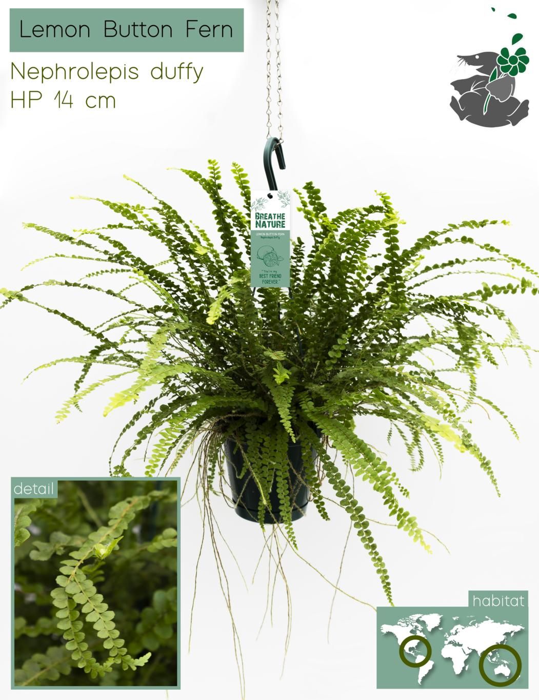 Nephrolepis Duffy HP14, D 14