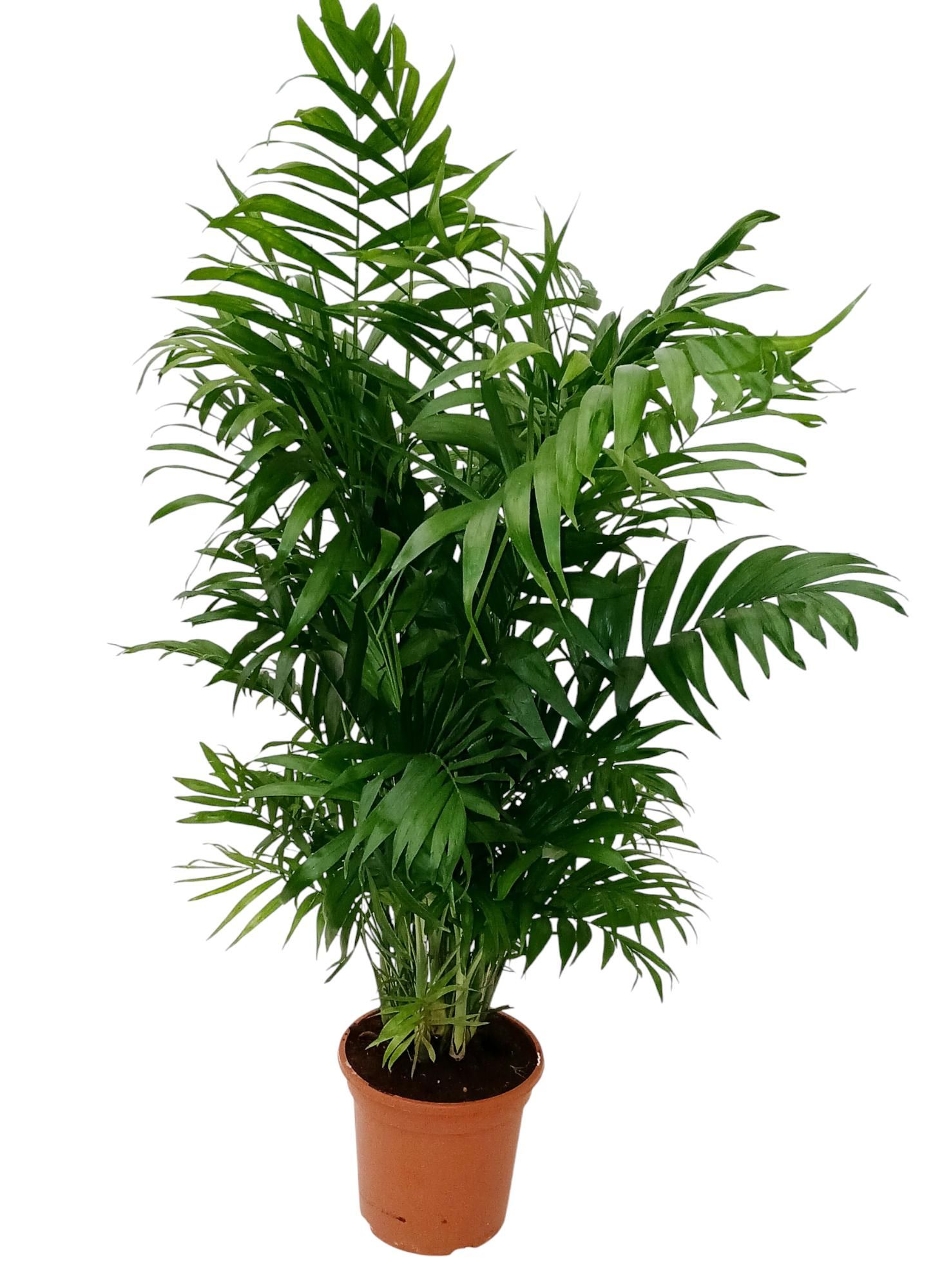 chamaedorea elegans, D 20