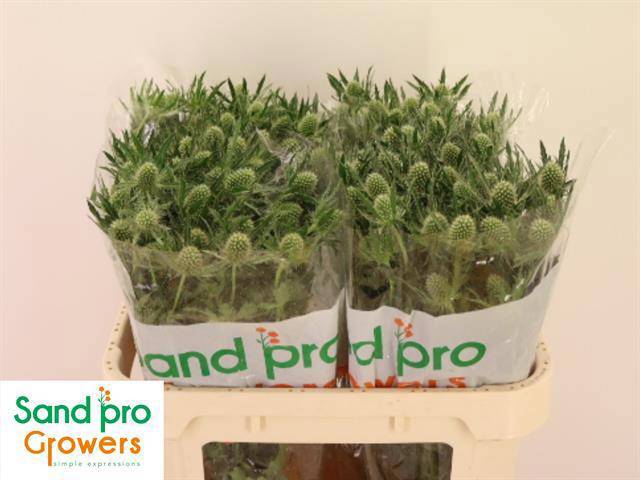 Эрингиум Мэджикал Вайт Лагун 70, шт.