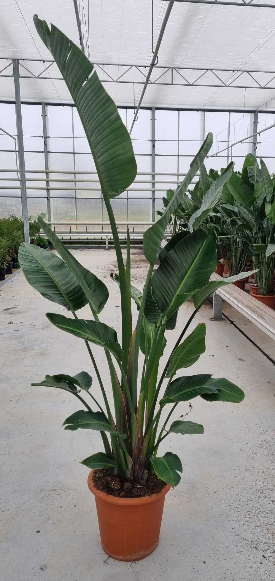 Strelitzia augusta, D 40