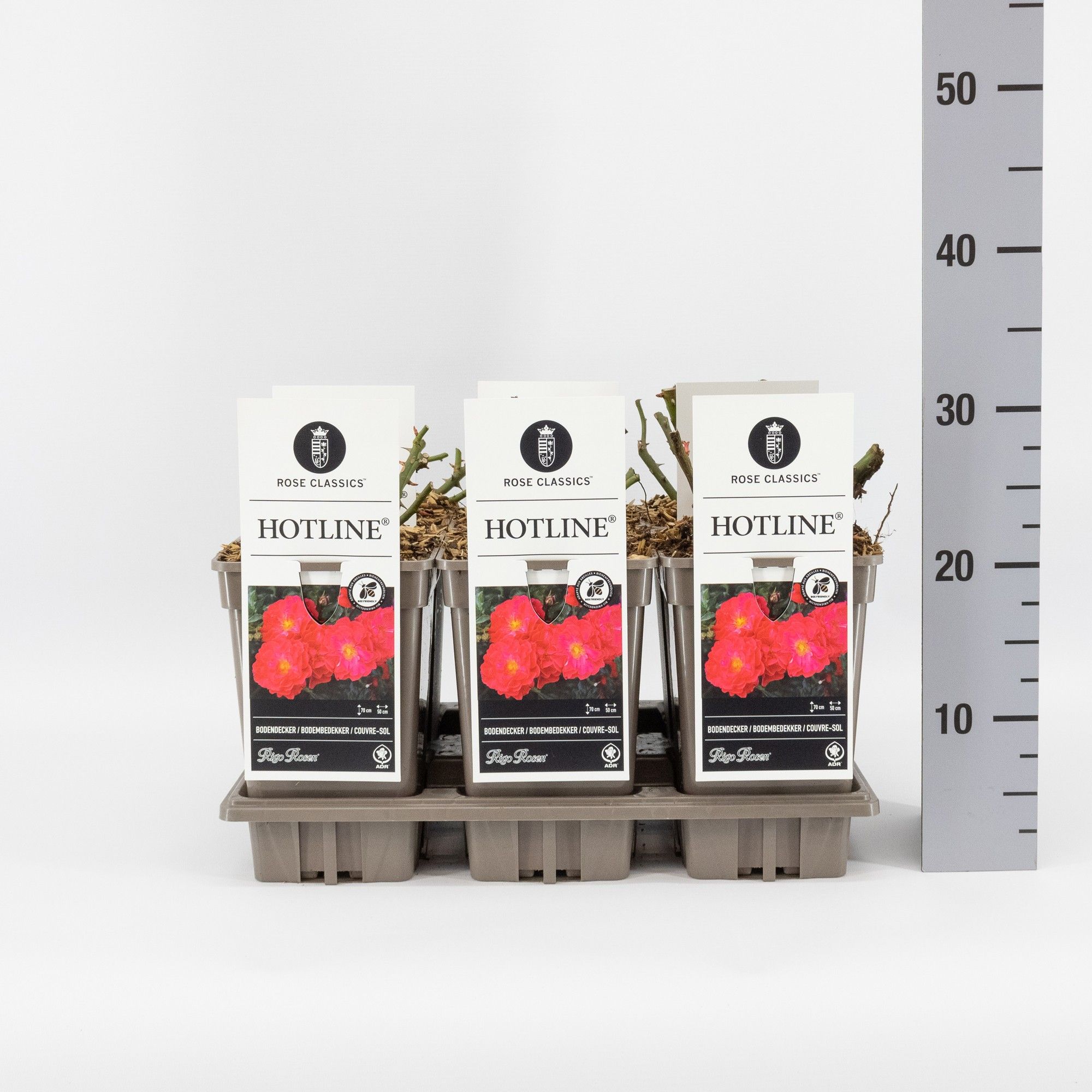 Rosa (P) Hotline ®, C3, D 17