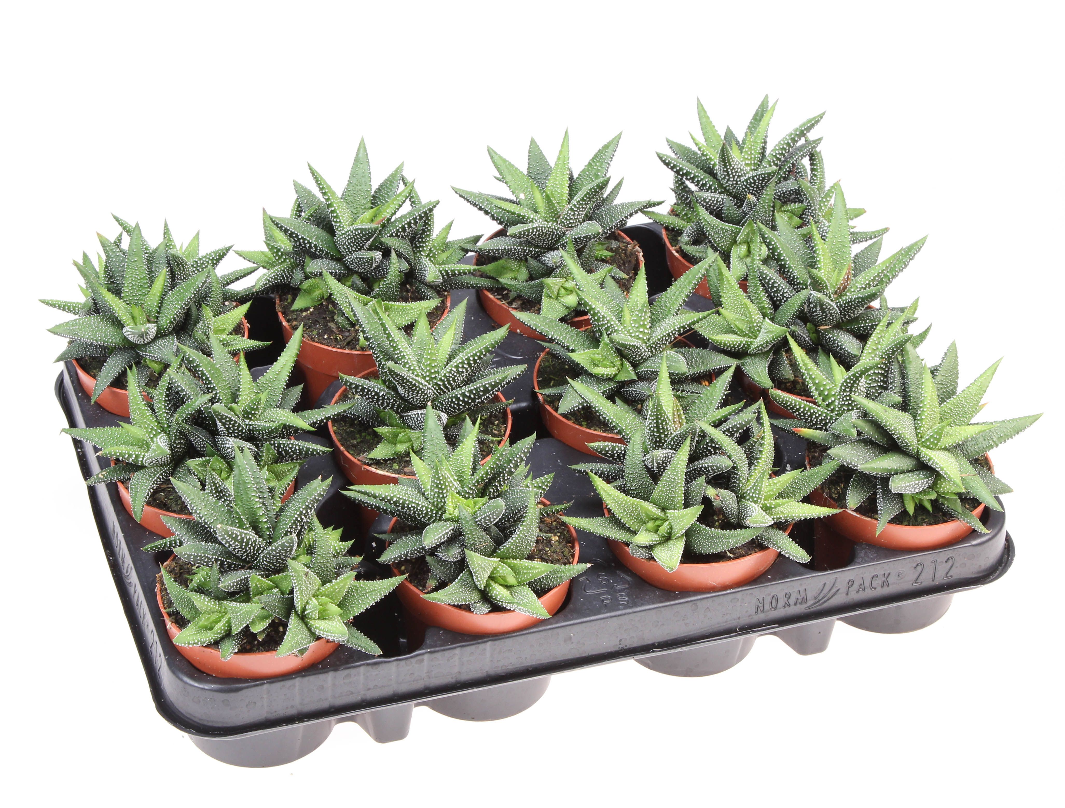 Haworthia Enon, D 8,5