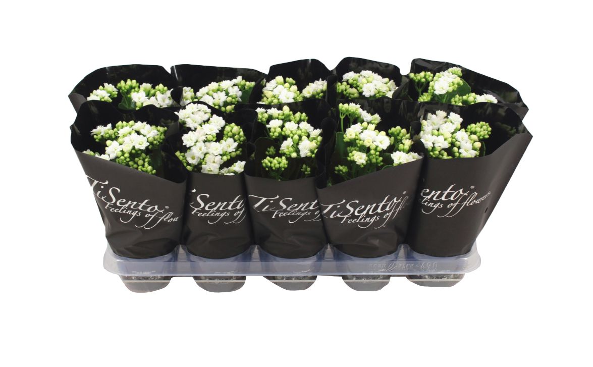 Calandiva 12 cm Wit in Zwart, D 12