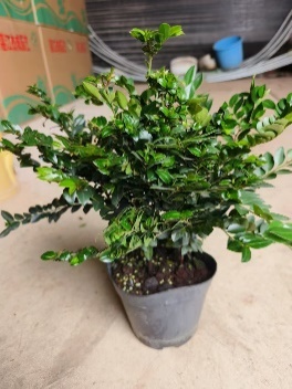 Птерокарпус Мултипле Перпл Сандалвуд 14 35