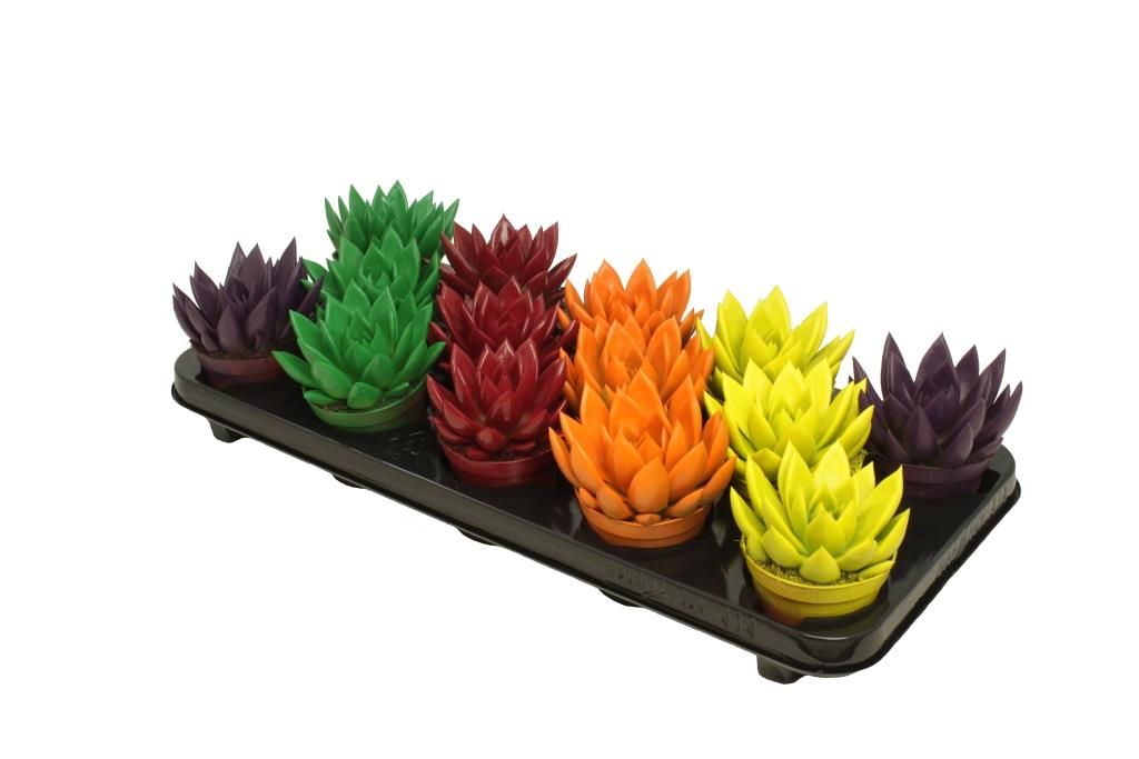 Miranda coloured autumn mix, D 8,5