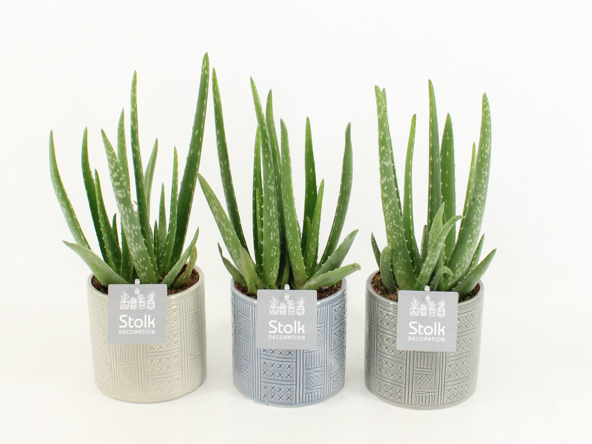 Aloe Vera in Gaia keramiek, D 13