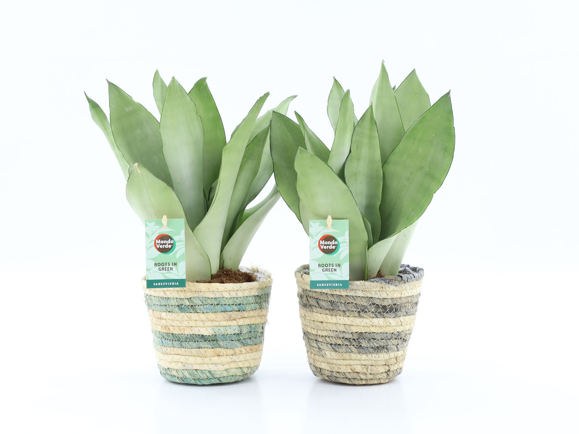 Sansevieria Moonshine in Noah Lines, D 14