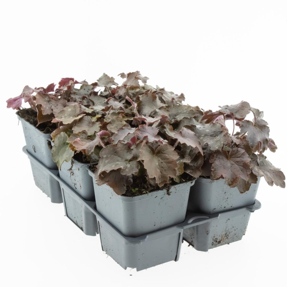 Heuchera mic. 'Palace Purple', D 9