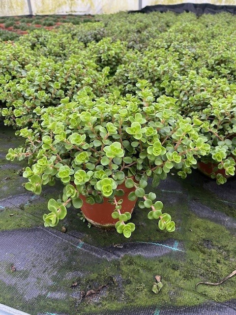 SEDUM MAKINOI Clay Pot, D 15